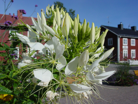 DSC03255